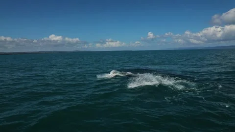 Close up of two Humpback whale spinning in the water - mother and sun Stock Footage 202018066