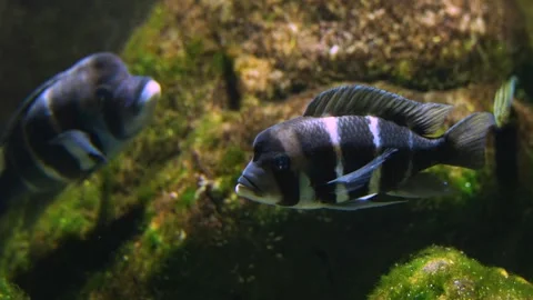 Close up of two Humphead cichlid Stock Footage 258854046