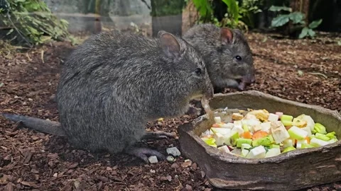 Close up two hungry kangaroo rats  Stock Footage 296493526