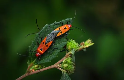 Close-up of two insects mating on a leaf. Stock Photos