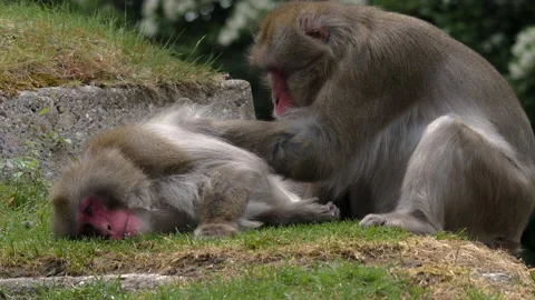 Close up of two Japanese macaque  Video stock 131380616