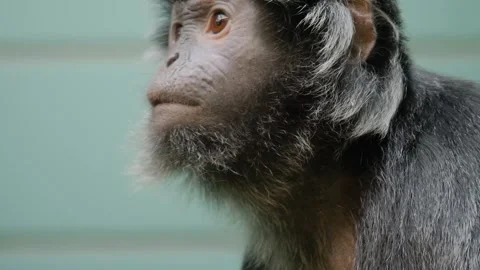 Close up of two javan luntung monkey Stock Footage 257208804