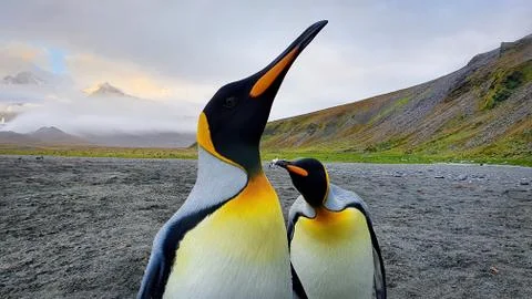 Close up of two king penguins Stock Photos