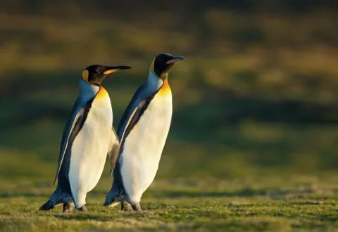 Close up of two King penguins walking on grass Stock Photos