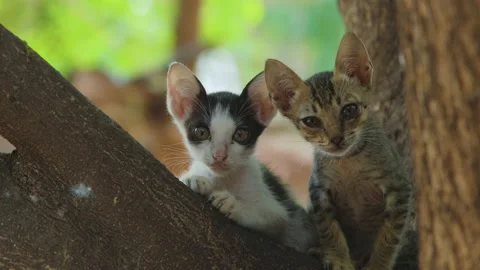 Close-up two kittens on tree branch Stock Footage 151299407