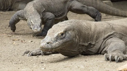 Close up of two Komodo dragons - Indonesia Stock Footage 175149435