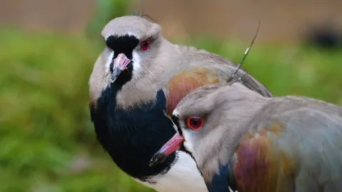 Close up of two lapwing birds Stock Footage 121830677