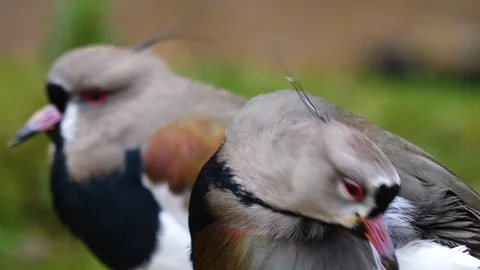 Close up of two lapwing birds Stock Footage 121831186