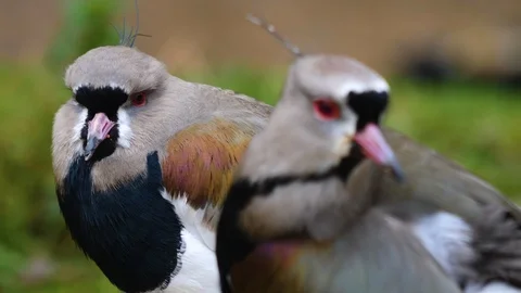 Close up of two lapwing birds Video stock 121831861