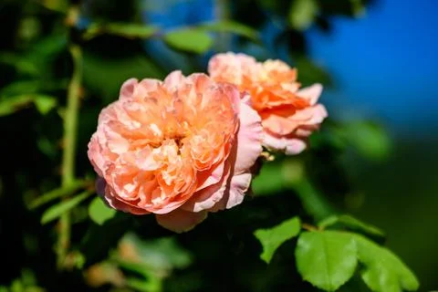 Close up of two large and delicate vivid orange roses in full bloom in a summ Stock Photos