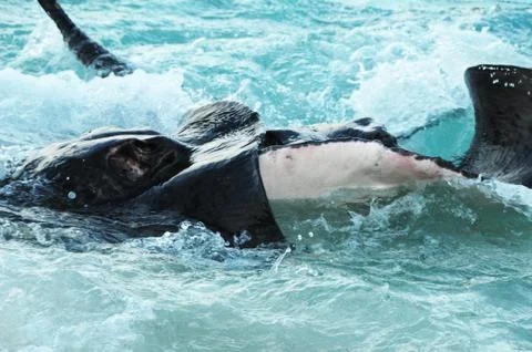 Close up of two Large Black stingrays fighting and splashing in the ocean Stock Photos