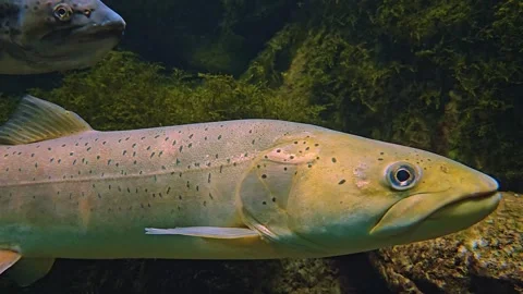 Close up of two large steelhead trout salmon Stock Footage 245059687