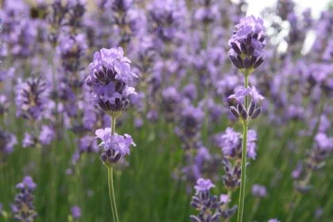 Close up of two lavender sprigs Stock Photos