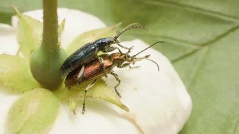 Close-up of two leaf beetles (Plateumaris sericea) feeding on a flower Stock Footage 318207521