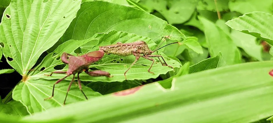 Close-up of two leaf-footed bugs mating on green leaves in natural outdoor en Stock Photos