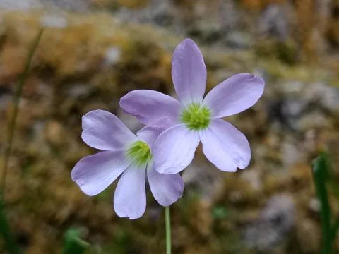 Close-up of Two Light Purple Oxalis Triangularis Flowers Stock Photos