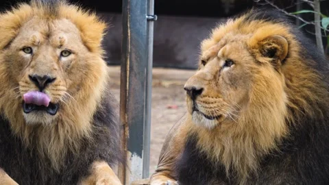 Close up of two lion heads  Stock Footage 256899060
