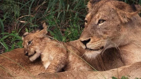 Close-up of two lionesses and their lion cubs in the wild of Africa Stock Footage 98857140