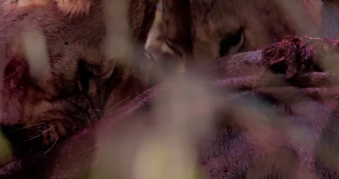 Close up of two lions' heads pulling meat off a zebra kill Stock Footage 308672557
