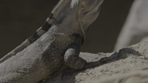 Close up Two lizards stand on rock &amp;amp; look around  Stock-Footage 114890616