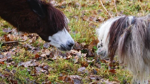 Close up of two Llama Stock Footage 121928276