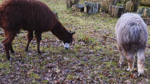 Close up of two Llama Stock Footage 121928343