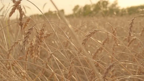 Close up of two lovers joining hands in a golden wheat field. Slow motion Stock Footage 80155647