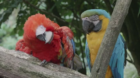 Close up of two macaws, one scarlet the other blue and gold 01. 4K locked tripod Stock Footage 156435606