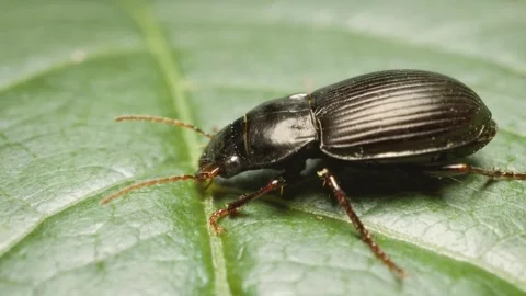 Close-up of two-marked harp ground beetle (Anisodactylus binotatus) Stock Footage 330167827