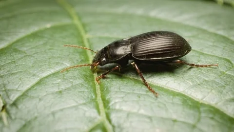 Close-up of two-marked harp ground beetle (Anisodactylus binotatus) Stockbeeldmateriaal 330167862