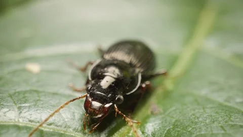Close-up of two-marked harp ground beetle (Anisodactylus binotatus) 库存影片 330167864