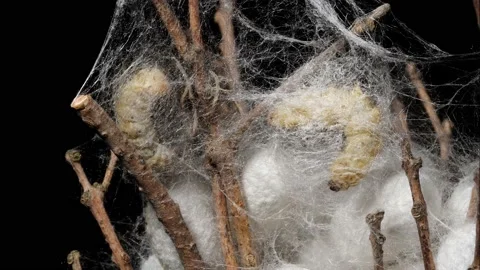 Close up of two mature silkworms cocoon on twigs Stock Footage 194541673