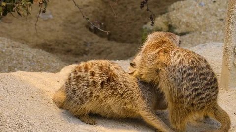 Close up of two Meerkats fighting Video stock 119490160