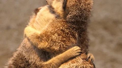 Close up of two meerkats hugging 4K Video stock 99316944