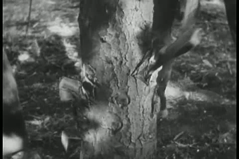 Close-up of two men chopping down tree 스톡 동영상 11350958