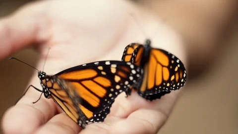 Close-up of Two Monarch Butterflies in a Hand Stock Footage 101069673