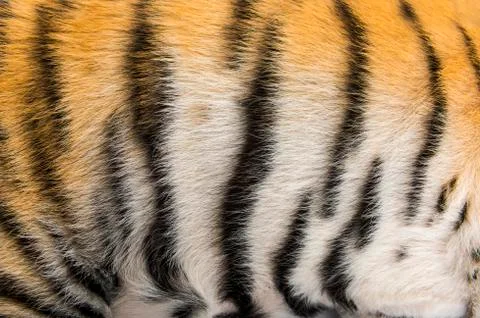Close up of two months old tiger cubs fur Stock Photos