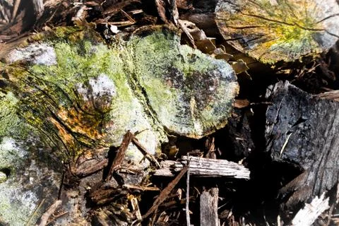 Close Up of Two Moss Covered Stumps Stock Photos