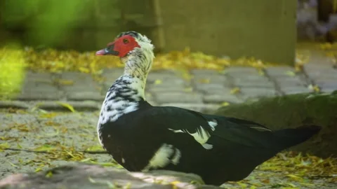 Close Up Of two Muscovy Duck Stock Footage 263382489