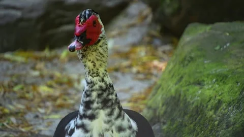 Close Up Of two Muscovy Duck Stock Footage 263382881
