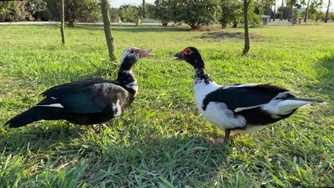 Close up of two Muscovy ducks together on a background of green grass on sunny Video stock 252567559