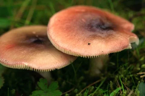 Close up of two mushrooms Stock Photos