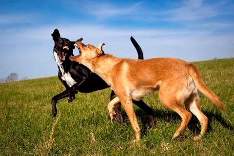 Close up of two mutts play fighting in field and baring their teeth Stock Photos