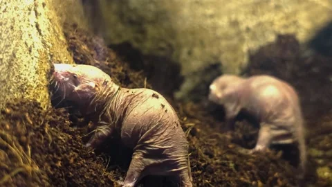 Close up of two Naked mole-rats Stock Footage 296027950