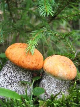 Close-up of two orange-cap boletus Stock Photos