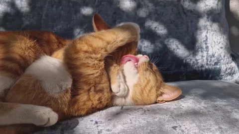 Close up of two orange cats hugging and licking as clean each other fur. Ginger  Stock Footage 253156999