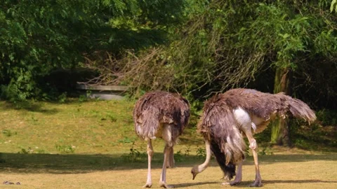 Close up of two ostrich grassing Stock Footage 253413166