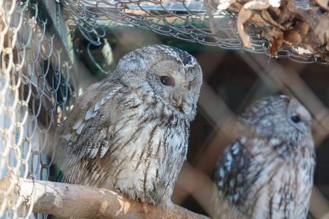 Close-up of two owls resting on a branch inside an aviary setting Stock Photos