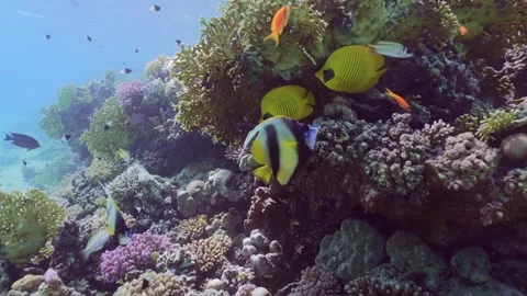 Close-up of two pairs of tropical fish Golden Butterflyfish and Red Sea Stock Footage 252016556
