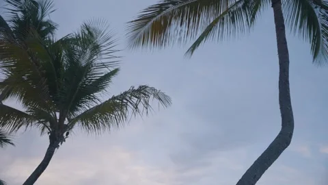 Close-up of two palm trees with their ferns blowing in the breeze at Stock Footage 284957683